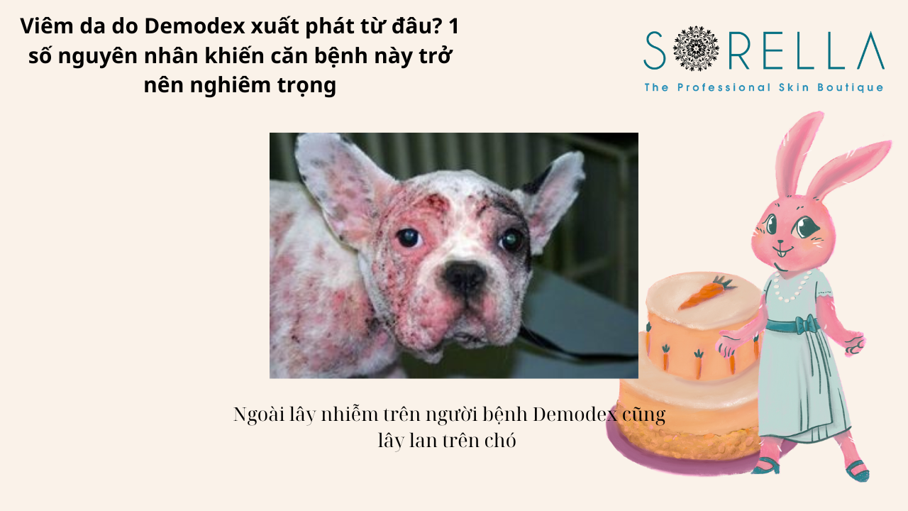 Viêm da do Demodex xuất phát từ đâu?