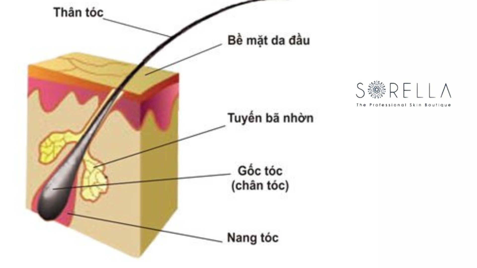 Cấu tạo và 6 chức năng của tóc