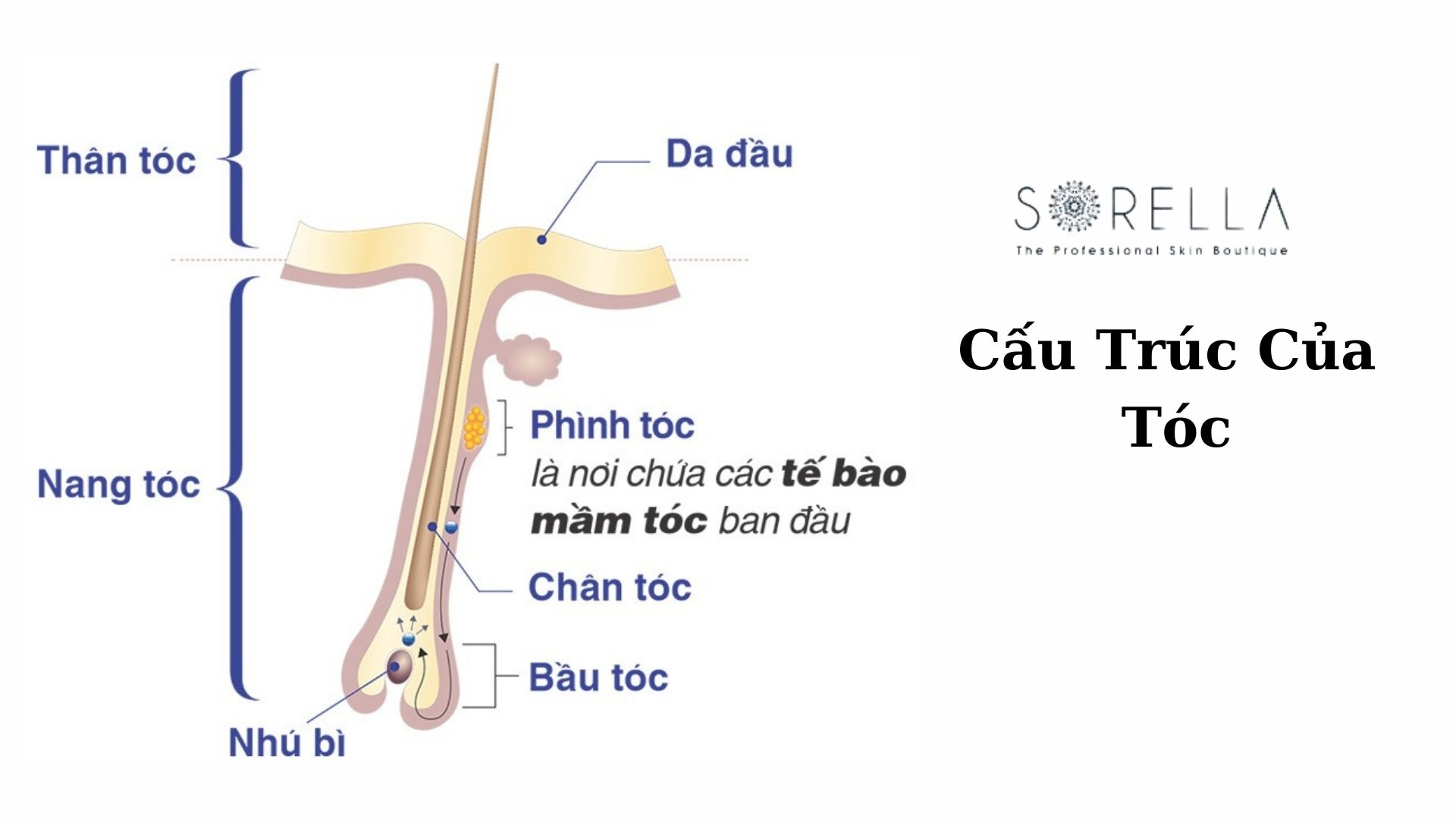 Cấu tạo và 6 chức năng của tóc