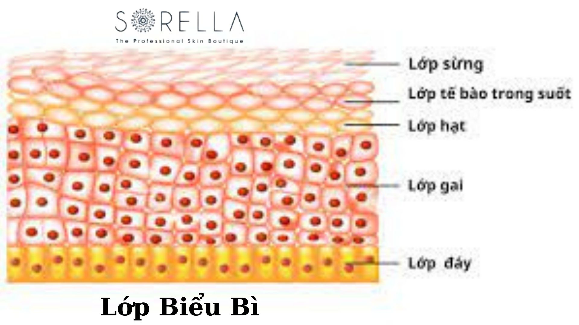 Cấu trúc da và 6 lỗi sai khi chăm da