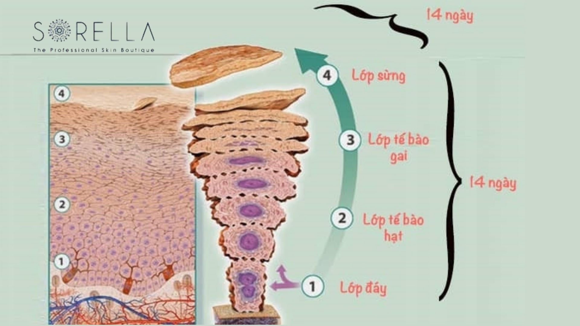 Chu kỳ tái tạo da và top 3 sản phẩm tẩy da chết hiệu quả tại nhà