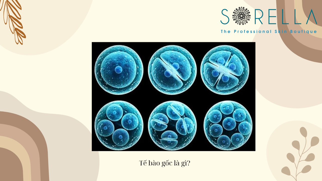 Tế bào gốc là gì? 