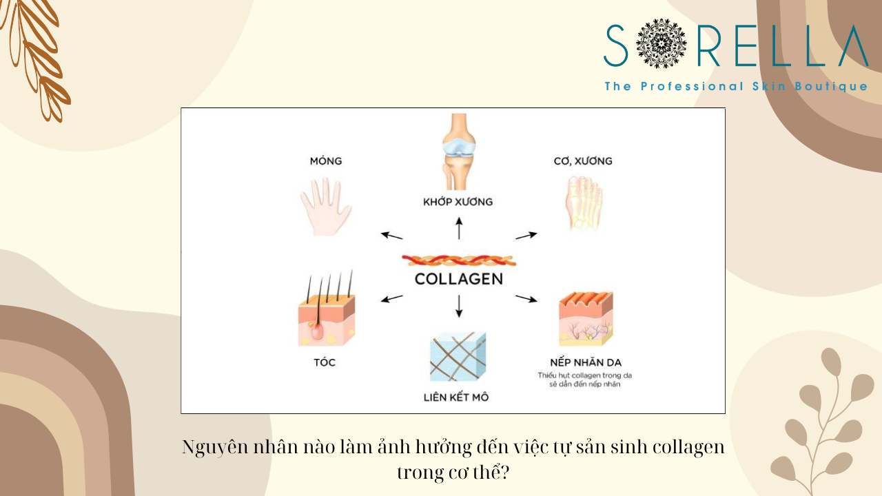 Collagen là gì? 